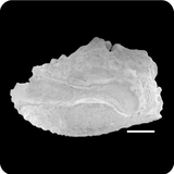 中文種名:杜氏刺尾鯛學名:Acanthurus dussumieri俗名:杜氏刺尾鯛