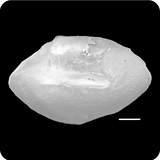 中文種名:黑尾突吻糯鰻學名:Rhynchoconger ectenurus俗名:黑尾突吻糯鰻