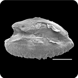 中文種名:環紋全裸鸚鯛學名:Hologymnosus annulatus俗名:環紋全裸鸚鯛