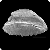 中文種名:背斑盔魚學名:Coris dorsomacula俗名:背斑盔魚