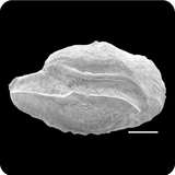 中文種名:黑新刻齒雀鯛學名:Neoglyphidodon melas俗名:黑新刻齒雀鯛