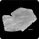 中文種名:達氏橋燧鯛學名:Gephyroberyx darwinii俗名:達氏橋燧鯛