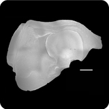 中文種名:團頭叫姑魚學名:Johnius amblycephalus俗名:團頭叫姑魚