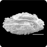 中文種名:五指多指馬鮁學名:Polydactylus plebeius俗名:五指多指馬鮁