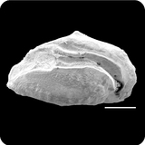 中文種名:黑背盤雀鯛學名:Dischistodus prosopotaenia俗名:黑背盤雀鯛