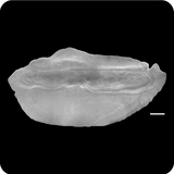 中文種名:臺灣腔吻鱈學名:Coelorinchus formosanus俗名:臺灣腔吻鱈