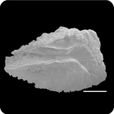 中文種名:六棘鼻魚學名:Naso hexacanthus俗名:六棘鼻魚