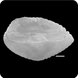 中文種名:單斑新鼬鳚學名:Neobythites unimaculatus俗名:單斑新鼬鳚