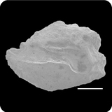 中文種名:褐斑刺尾鯛學名:Acanthurus nigrofuscus俗名:褐斑刺尾鯛