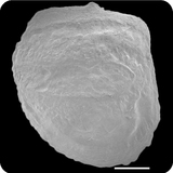 中文種名:眼斑豹鰨學名:Pardachirus pavoninus俗名:眼斑豹鰨