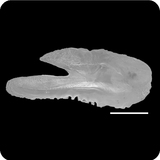 中文種名:西姆鈍腹鯡學名:Amblygaster sirm俗名:西姆鈍腹鯡