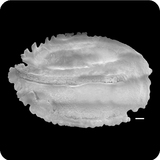 中文種名:披肩鰧學名:Ichthyscopus lebeck俗名:披肩鰧