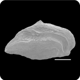 中文種名:藍紋高身雀鯛學名:Stegastes fasciolatus俗名:藍紋高身雀鯛