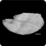 中文種名:懷氏方頭鯧學名:Cubiceps whiteleggii俗名:懷氏方頭鯧