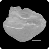 中文種名:環紋圓天竺鯛學名:Sphaeramia orbicularis俗名:環紋圓天竺鯛