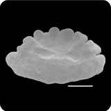 中文種名:黃鮟鱇學名:Lophius litulon俗名:黃鮟鱇