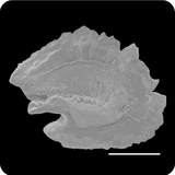 中文種名:高身白甲魚學名:Onychostoma alticorpus俗名:高身白甲魚