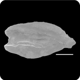 中文種名:豹紋勾吻鯙學名:Enchelycore pardalis俗名:豹紋勾吻鯙