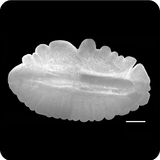 中文種名:日本腔吻鱈學名:Coelorinchus japonicus俗名:日本腔吻鱈