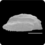 中文種名:尖頭金學名:Cirrhitichthys oxycephalus俗名:尖頭金