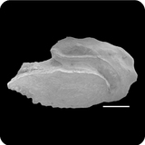 中文種名:背斑高身雀鯛學名:Stegastes altus俗名:背斑高身雀鯛