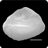 中文種名:短吻大頭糯鰻學名:Macrocephenchelys brevirostris俗名:短吻大頭糯鰻