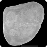 中文種名:單孔舌鰨學名:Cynoglossus itinus俗名:單孔舌鰨