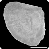 中文種名:單孔舌鰨學名:Cynoglossus itinus俗名:單孔舌鰨