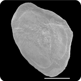 中文種名:斷線舌鰨學名:Cynoglossus interruptus俗名:斷線舌鰨