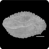 中文種名:七星鱧學名:Channa asiatica俗名:七星鱧