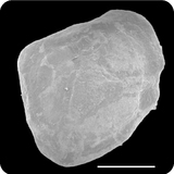 中文種名:格氏舌鰨學名:Cynoglossus kopsii俗名:格氏舌鰨