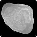 中文種名:格氏舌鰨學名:Cynoglossus kopsii俗名:格氏舌鰨