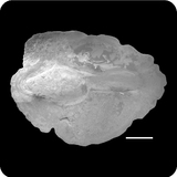 中文種名:垂帶天竺鯛學名:Apogon cathetogramma俗名:垂帶天竺鯛