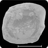 中文種名:黑鰭枝牙鰕虎學名:Stiphodon percnopterygionus俗名:黑鰭枝牙鰕虎