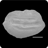 中文種名:高體斑鮃學名:Pseudorhombus elevatus俗名:高體斑鮃