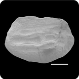 中文種名:高體斑鮃學名:Pseudorhombus elevatus俗名:高體斑鮃