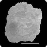 中文種名:眼斑阿胡鰕虎學名:Awaous ocellaris俗名:眼斑阿胡鰕虎