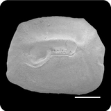 中文種名:郎氏針鯒學名:Hoplichthys langsdorfii俗名:郎氏針鯒