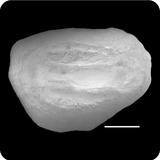 中文種名:五眼斑鮃學名:Pseudorhombus pentophthalmus俗名:五眼斑鮃