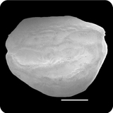 中文種名:五眼斑鮃學名:Pseudorhombus pentophthalmus俗名:五眼斑鮃