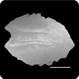 中文種名:疏條紋裸胸鯙學名:Gymnothorax reticularis俗名:疏條紋裸胸鯙
