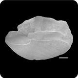 中文種名:日本發光鯛學名:Acropoma japonicum俗名:日本發光鯛