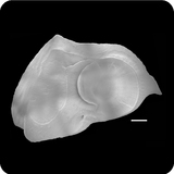 中文種名:鱗鰭叫姑魚學名:Johnius distinctus俗名:鱗鰭叫姑魚