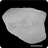 中文種名:寬體舌鰨學名:Cynoglossus robustus俗名:寬體舌鰨