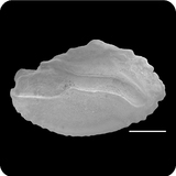 中文種名:福氏刺尻魚學名:Centropyge vrolikii俗名:福氏刺尻魚