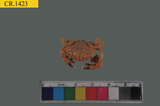 中文種名:裸足皺蟹學名:Leptodius nudipes俗名:裸足皺蟹