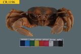 中文種名:角眼沙蟹學名:Ocypode ceratophthalmus俗名:角眼沙蟹