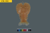中文種名:毛緣扇蝦學名:Ibacus ciliatus俗名:毛緣扇蝦