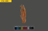 中文種名:稜角游龍蝦學名:Puerulus angulatus俗名:稜角游龍蝦
