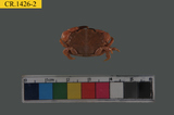 中文種名:火紅皺蟹學名:Leptodius exaratus俗名:火紅皺蟹